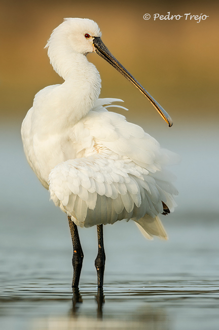 Espatula (Platalea leucorodia)